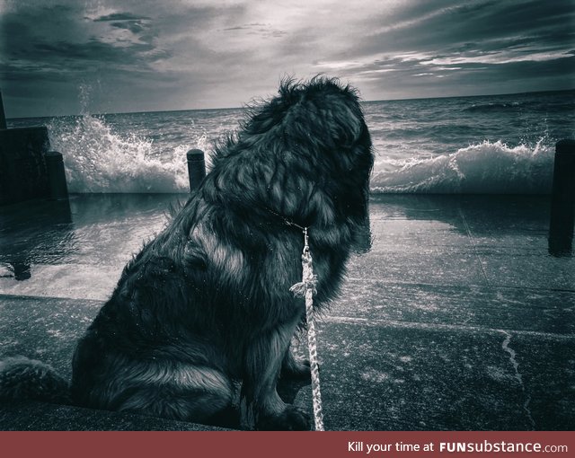 My dog Harvey watching the sun set on his 14th birthday