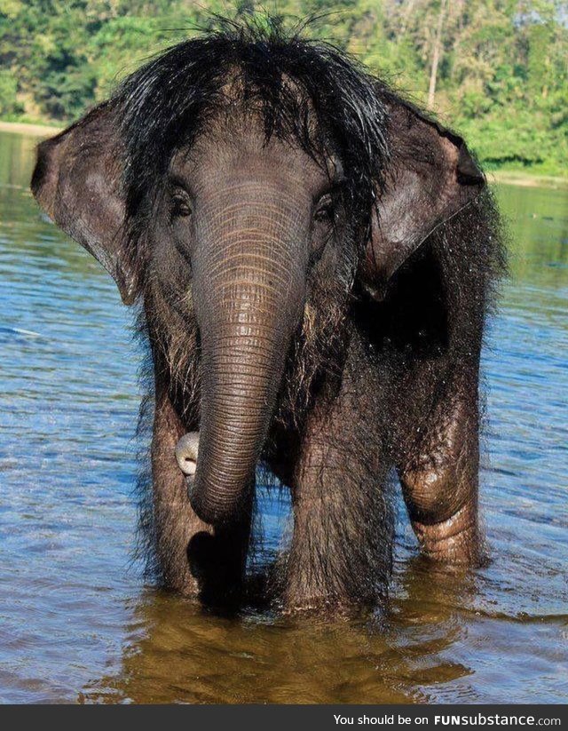 Elephants with hairdos