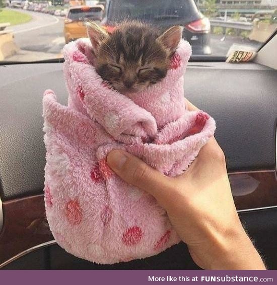 Travelling purrito