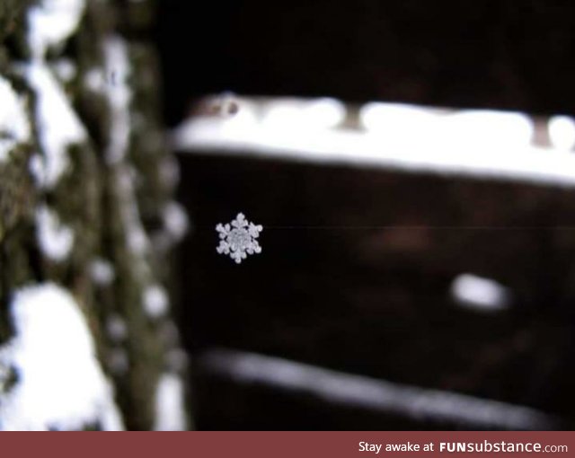 Spider web vs snow flake