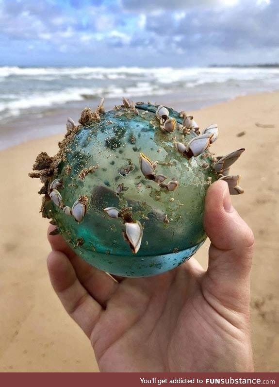 Glass ball found on a beach that had become the home of small marine ecosystem