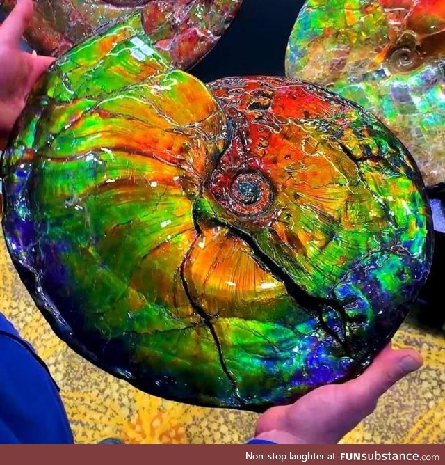 ???? opalized ammonite fossil