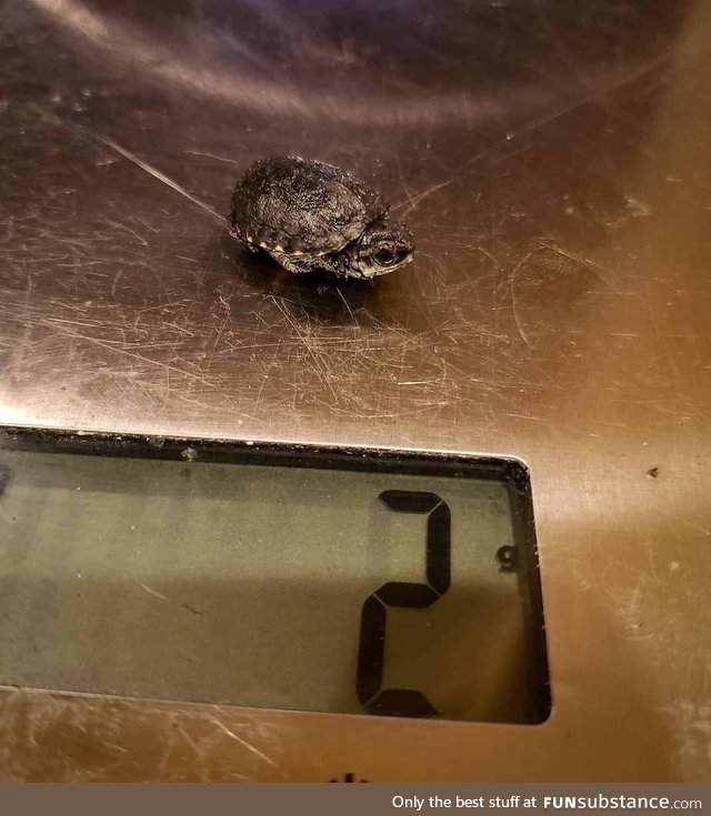 2 grams of turtle power!