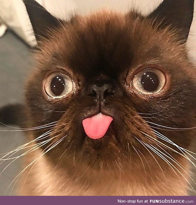 Derpy cat