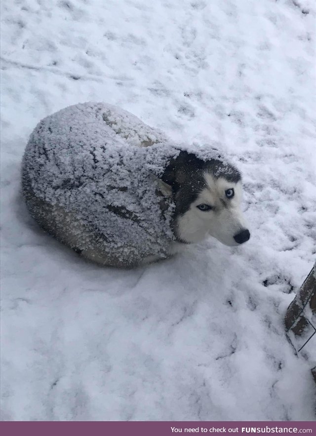 A Husky or a seal?