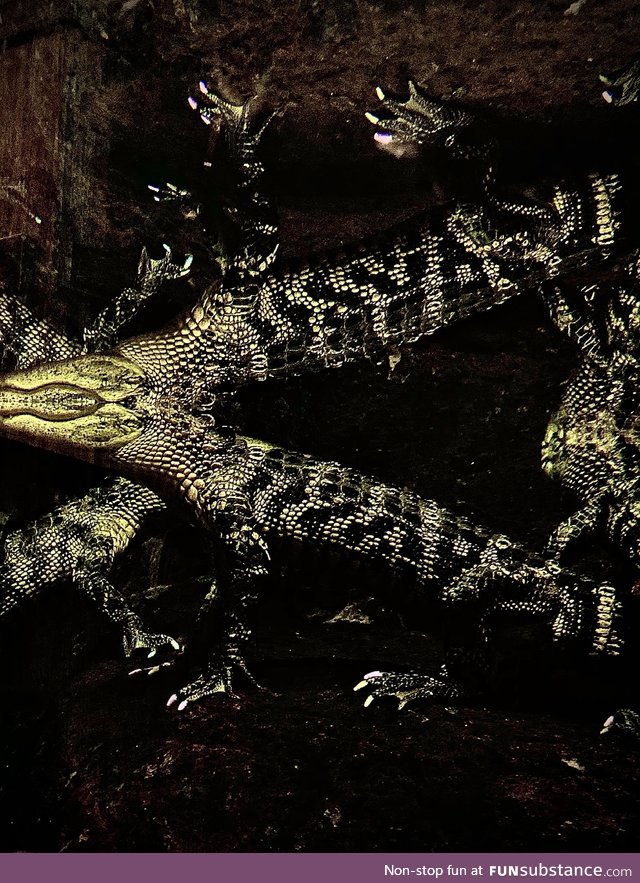 Trippy Gators at the Tennessee Aquarium