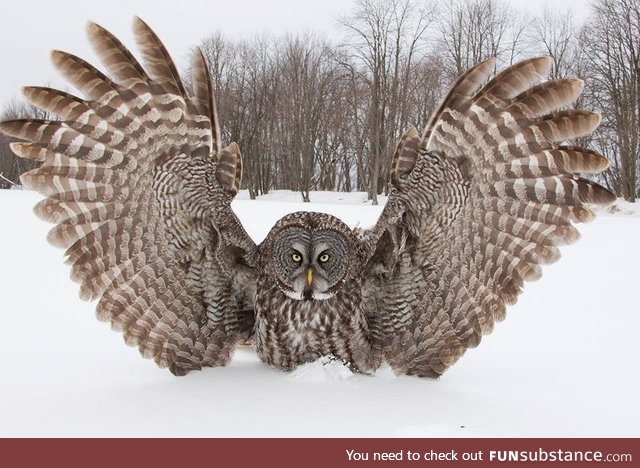 Great grey owl