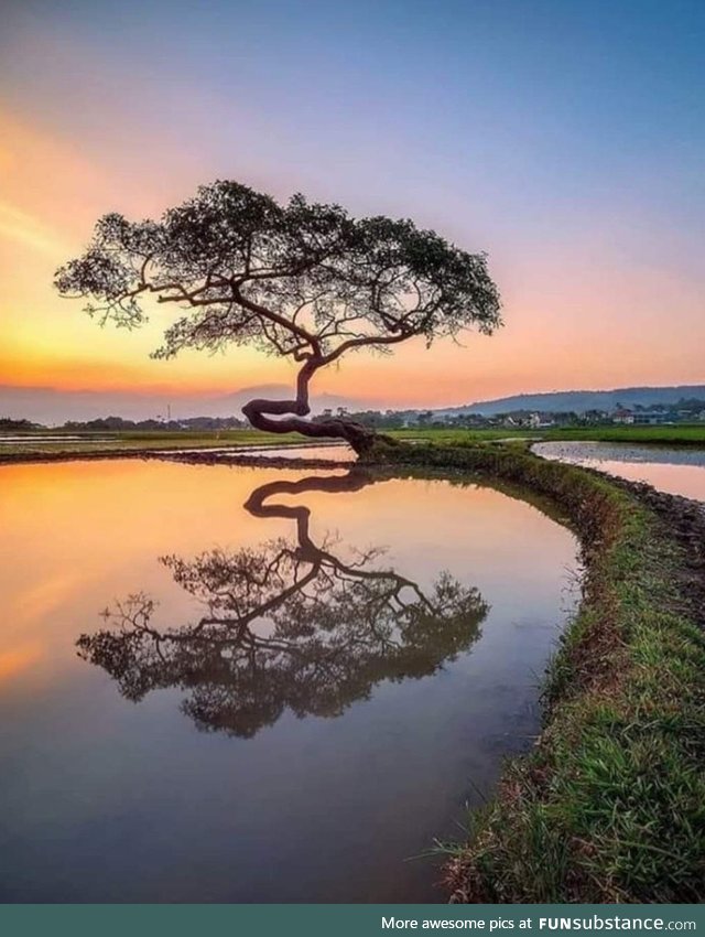 Lone tree