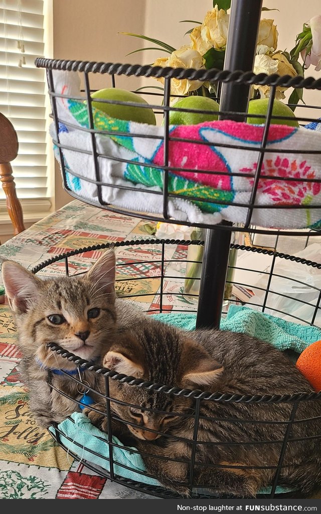 Couldn't find our kittens anywhere. Never thought to check the fruit basket