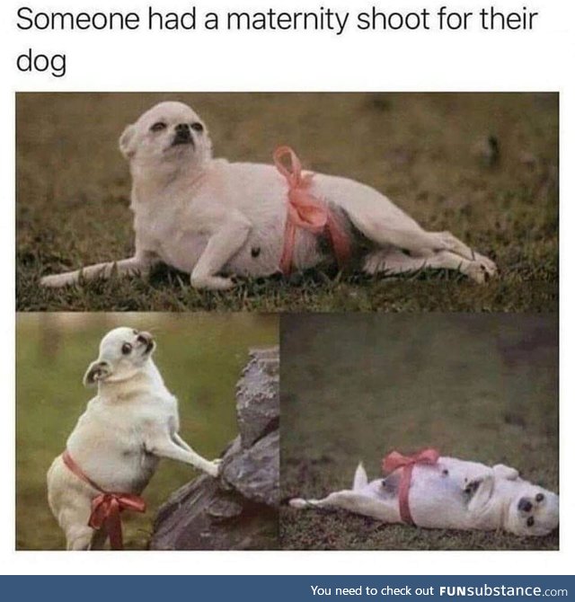 Someone had a maternity shoot for their dog