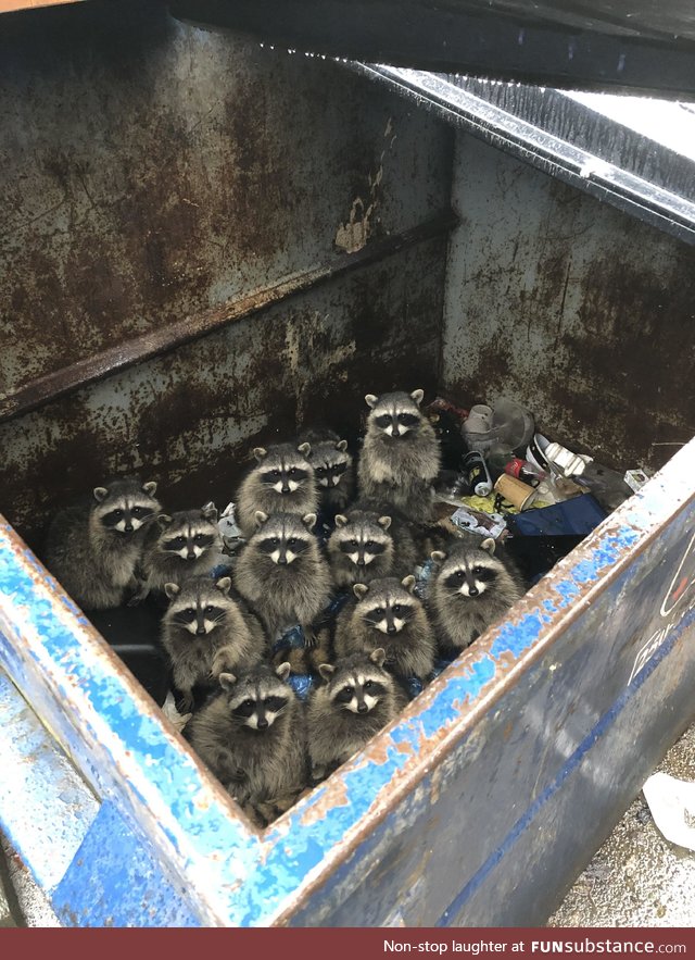 Trash pandas will inherit the earth