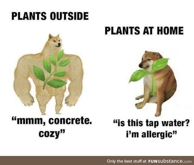 plants