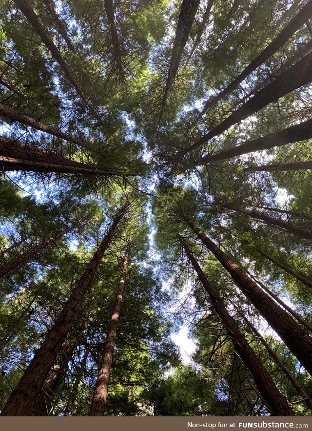 Visited the redwood forest in Rotorua, New Zealand