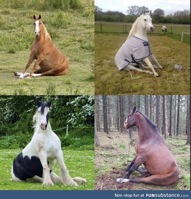 Horses sitting like dogs, good day