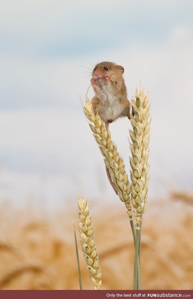 The harvest mouse