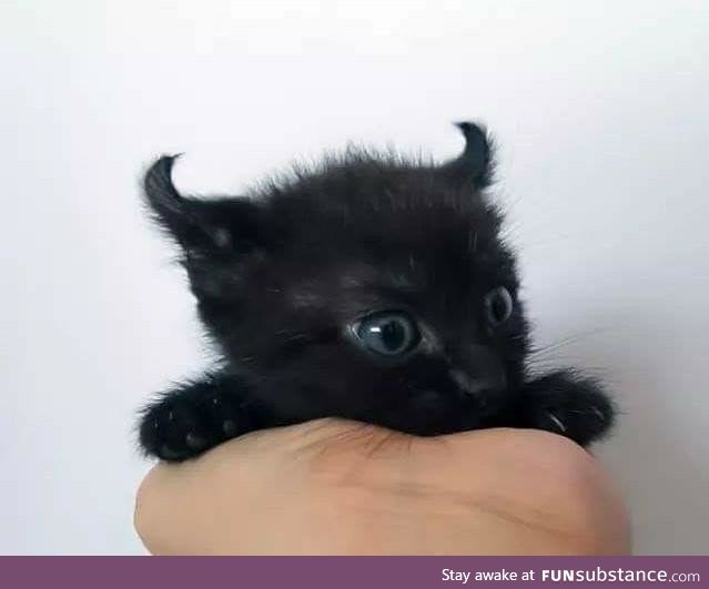 All hail Satan in his (small) feline form