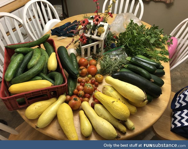 Produce picked from the garden today