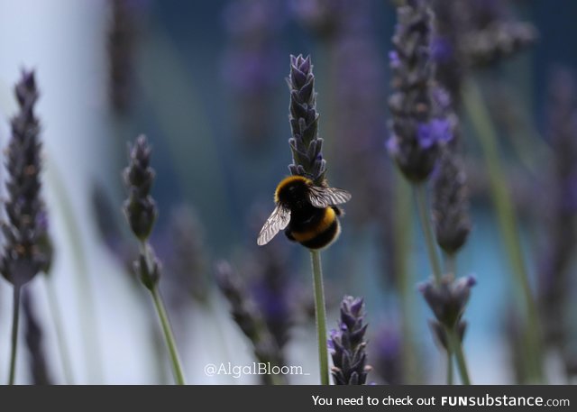 Just a bloody cute bumblebee