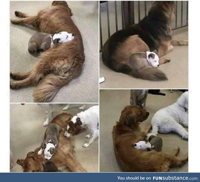 Dog finds the fluffiest dogs in daycare, so she can nap on them