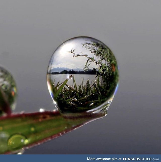 Macro shot of water on a leaf