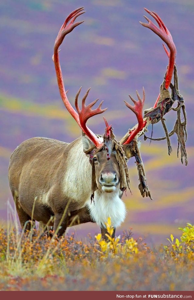 Caribou