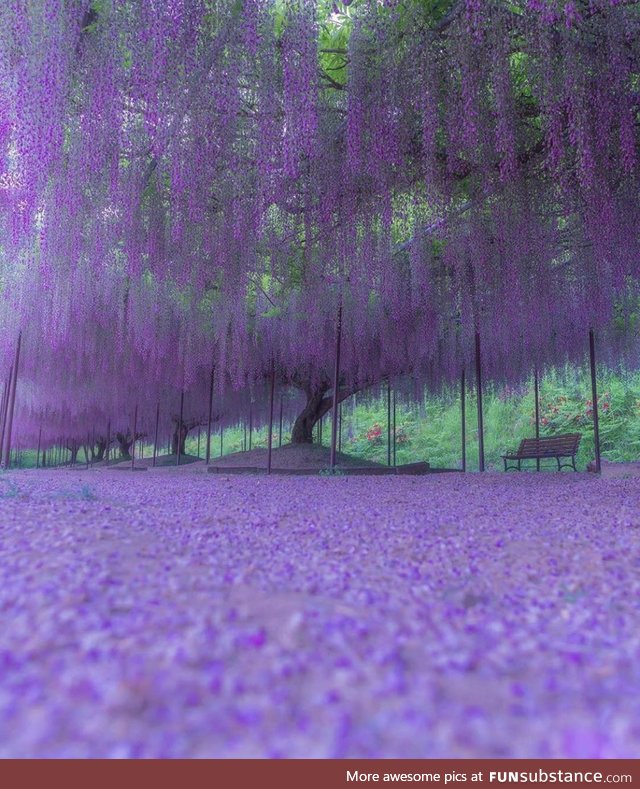 Spring in Japan