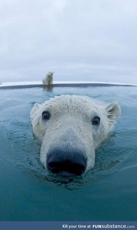 Curious polar bear