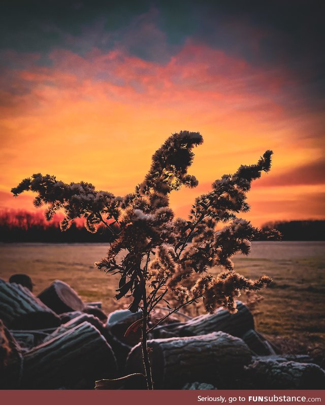 Frosty sunrise this morning in Michigan