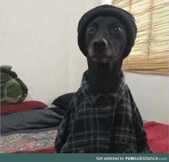 Snoop doggo