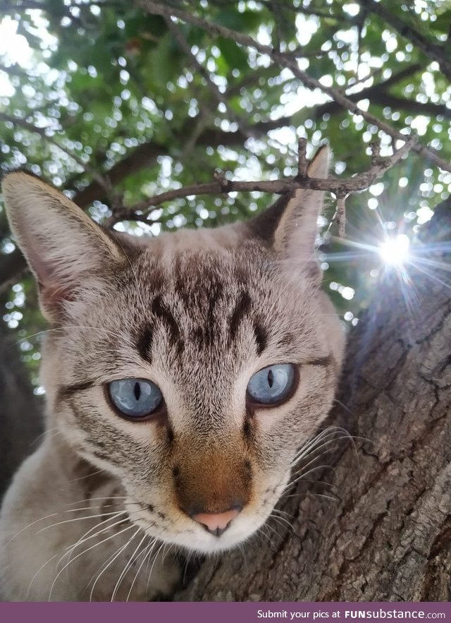 A cat I saw on my way to Walmart