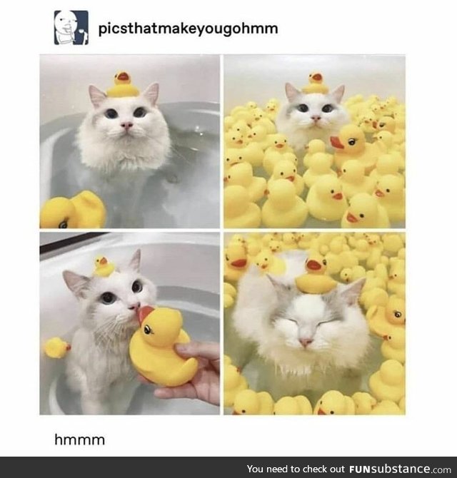 Would this cat surrounded by ducks qualify as a ducat?