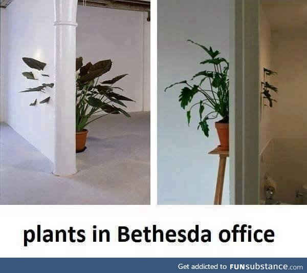 Plants in Bethesda's office