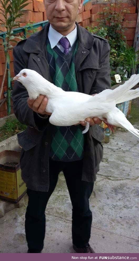 This absolute UNIT of a PIGEON