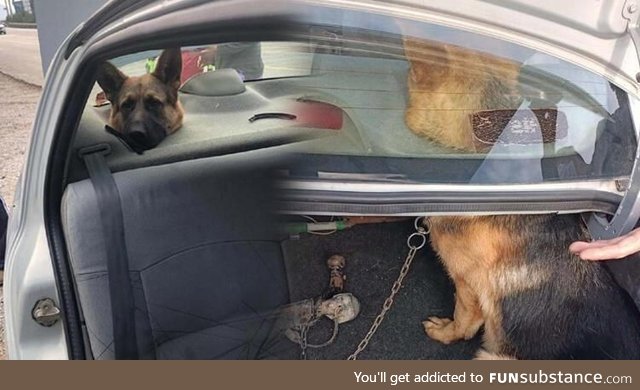 This dog got stuck in the car speakers. He’s now a subWoofer