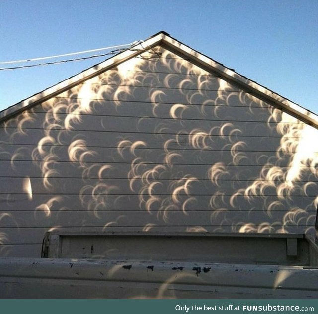 Shadow casted by a tree during an eclipse