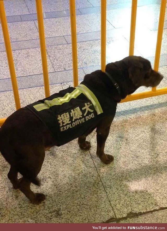 Dogs are dangerous in Japan