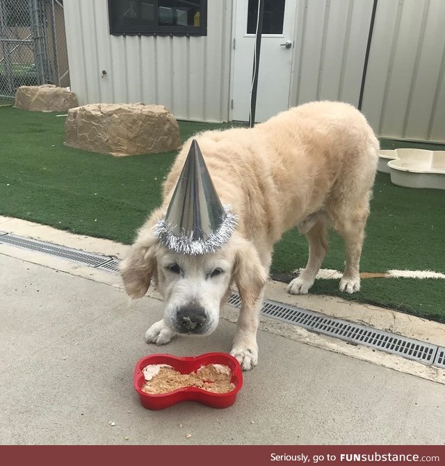 My job just celebrated this old boy's birthday. Got his own cake and everything! Happy