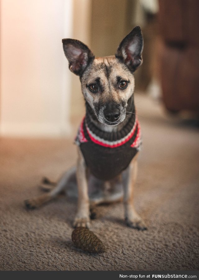 Adopted him from the shelter earlier this year, first Christmas together :)