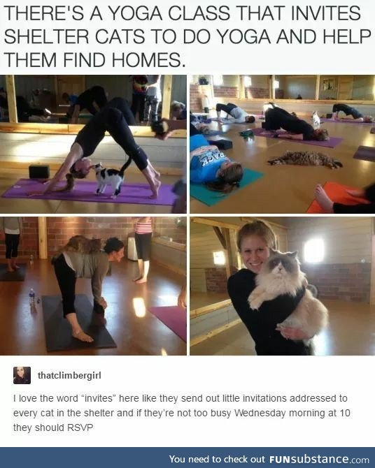 Stray Cat Yoga