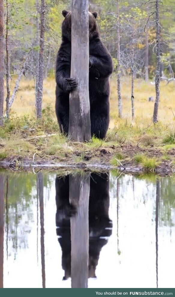 The North American Brown Bear is know for it's remarkable ability to camoflouge itself