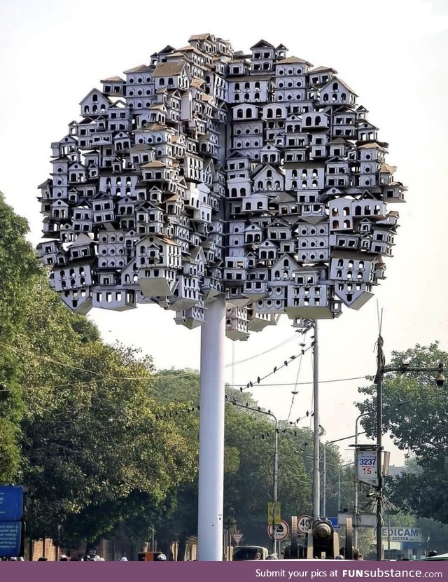 It’s for the birds, Lahore, Pakistan