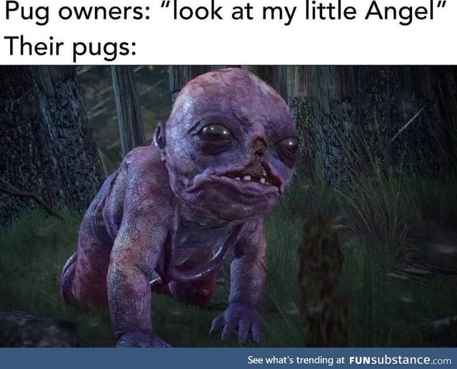 (wierd pug noises)