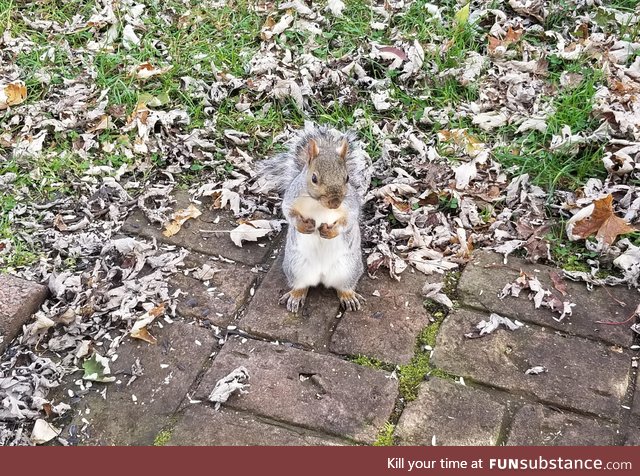 So almost every day for the last two weeks, this one squirrel just comes to the door and