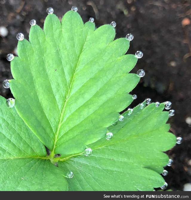 The water droplet formation around the leaves are pretty cool