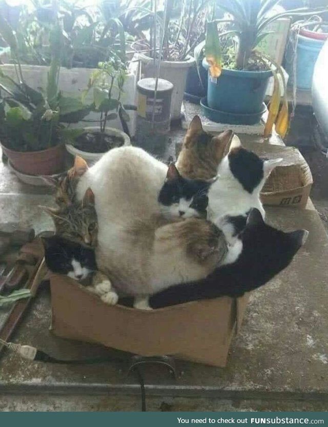 This box can fit so many cats