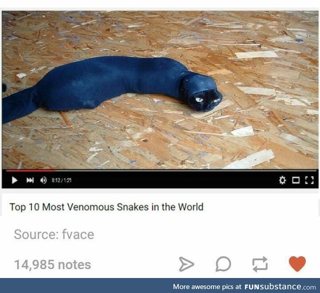 Most Venemous Sneks