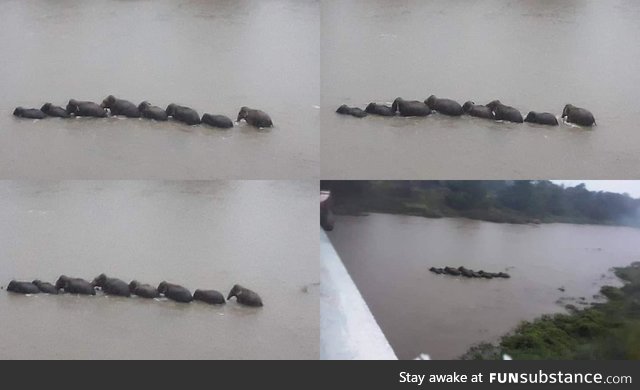 A gaggle of Elephants crossing the Mahaweli river in Sri Lanka