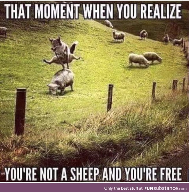 Leapsheep