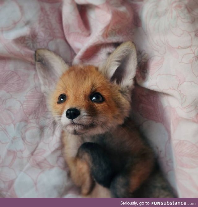 Little fox