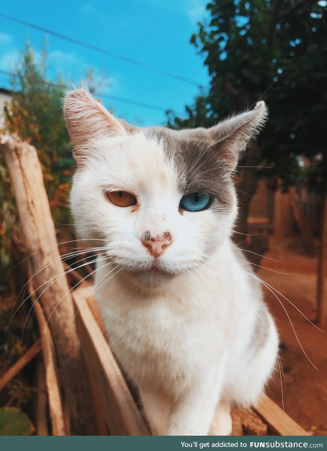 My grandma’s cat. The way parts of the cat match the colors in the background is